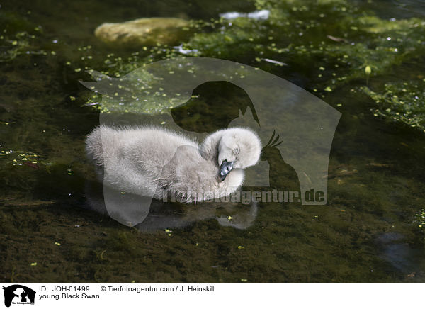 junger Trauerschwan / young Black Swan / JOH-01499