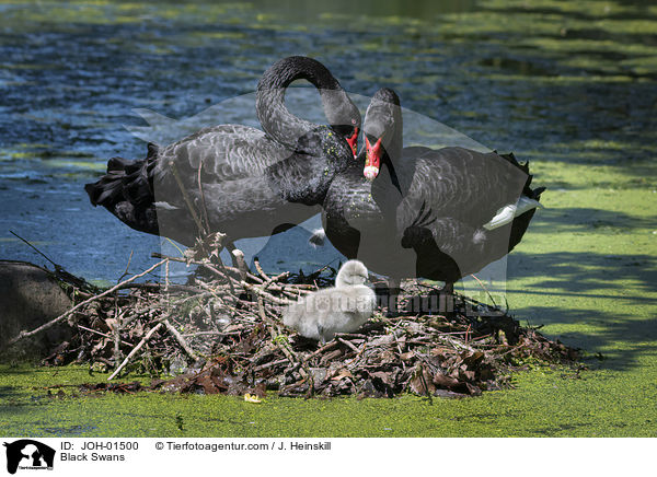 Black Swans / JOH-01500