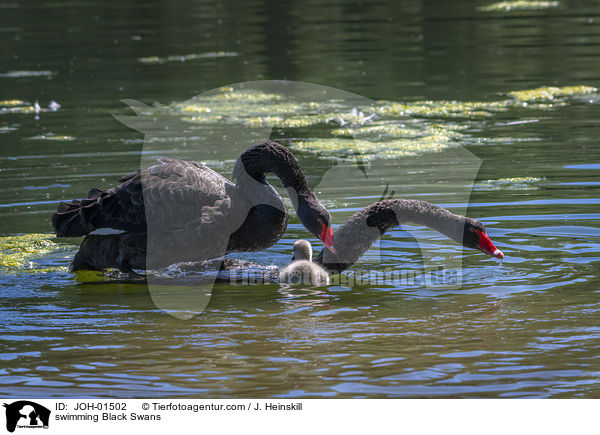 swimming Black Swans / JOH-01502