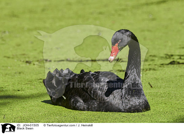 Black Swan / JOH-01505