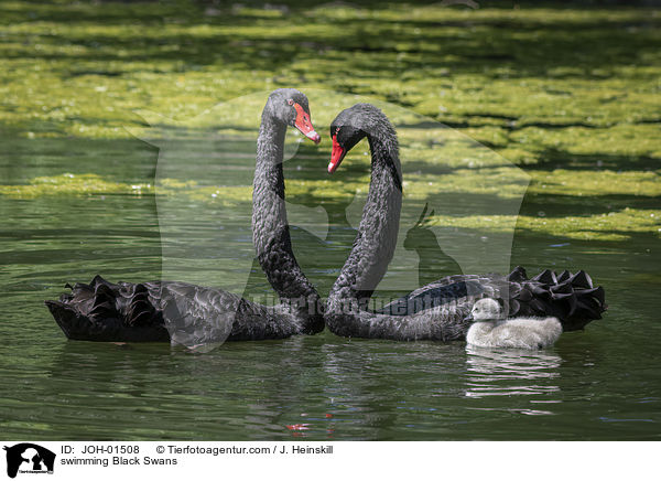 swimming Black Swans / JOH-01508