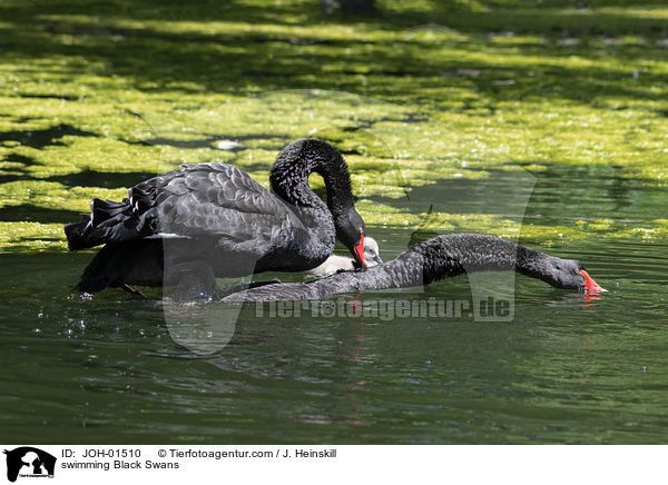 swimming Black Swans / JOH-01510