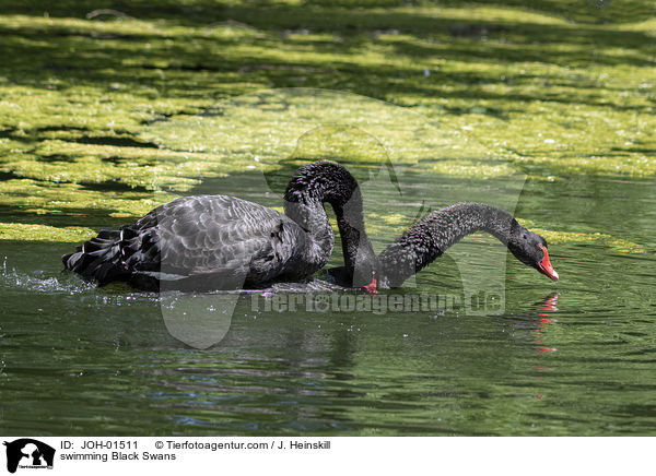 swimming Black Swans / JOH-01511