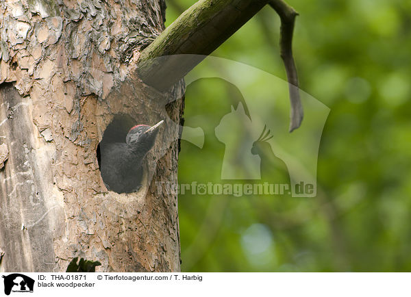 black woodpecker / THA-01871