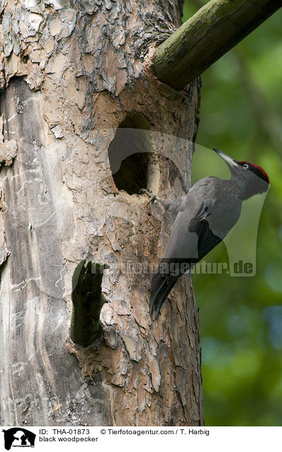 Schwarzspecht / black woodpecker / THA-01873