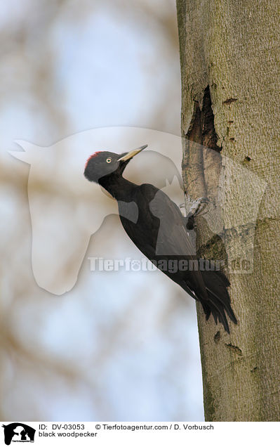Schwarzspecht / black woodpecker / DV-03053