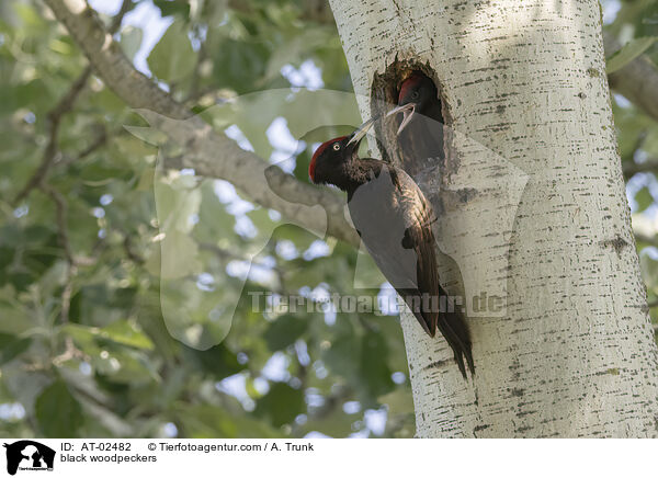Schwarzspechte / black woodpeckers / AT-02482