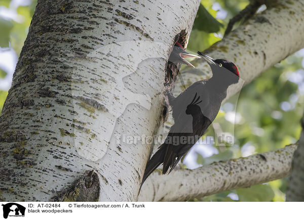 Schwarzspechte / black woodpeckers / AT-02484