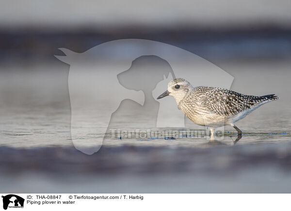Piping plover in water / THA-08847