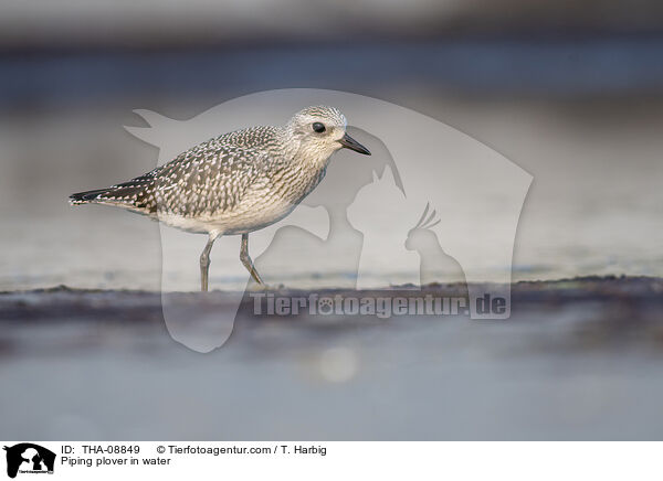 Piping plover in water / THA-08849