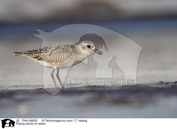 Piping plover in water / THA-08850