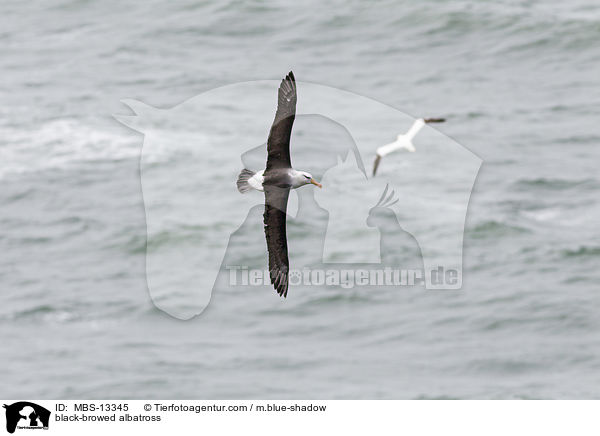 black-browed albatross / MBS-13345