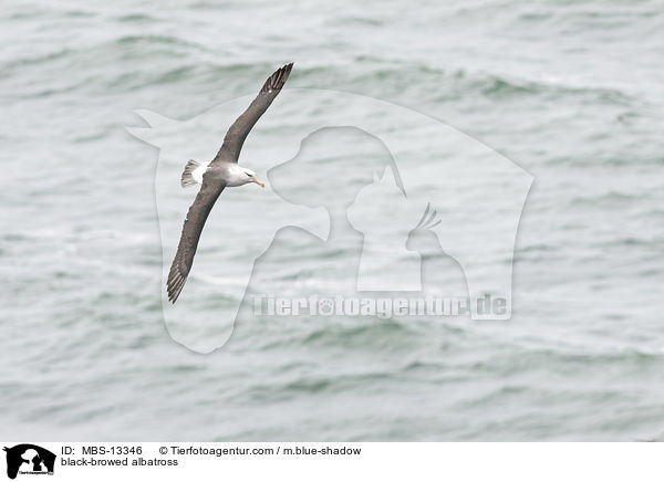 Schwarzbrauenalbatros / black-browed albatross / MBS-13346