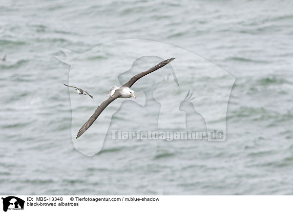 black-browed albatross / MBS-13348