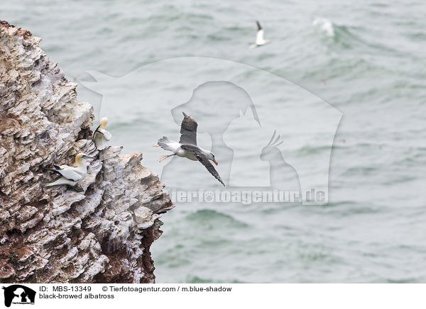 black-browed albatross / MBS-13349