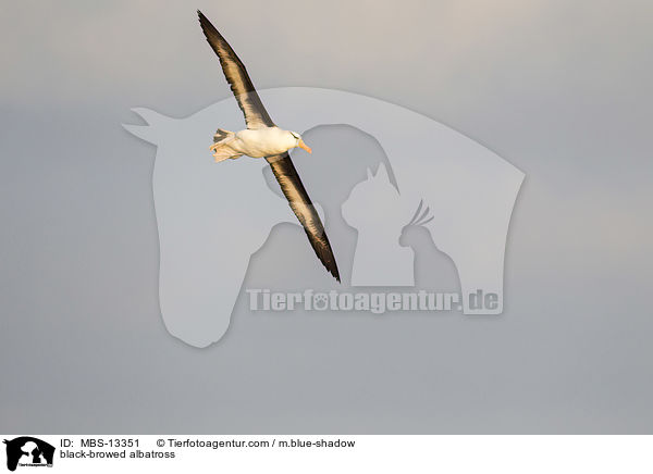 black-browed albatross / MBS-13351