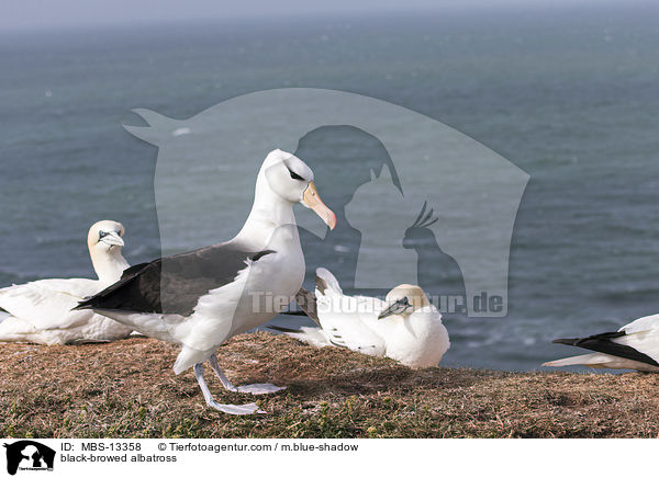 black-browed albatross / MBS-13358