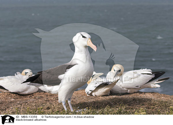 black-browed albatross / MBS-13359