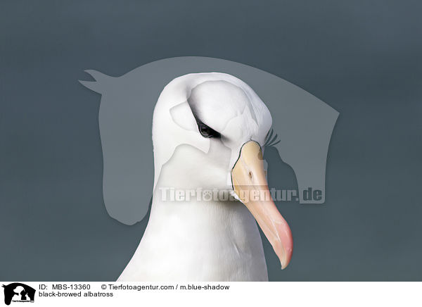 black-browed albatross / MBS-13360
