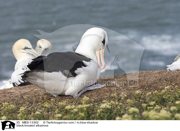 Schwarzbrauenalbatros / black-browed albatross / MBS-13362