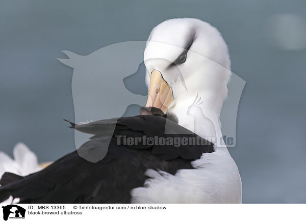 black-browed albatross / MBS-13365