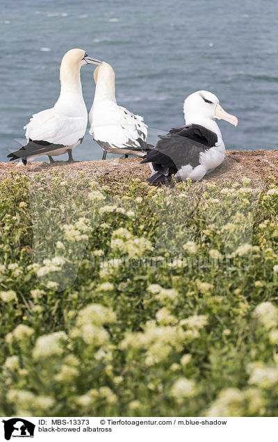 black-browed albatross / MBS-13373