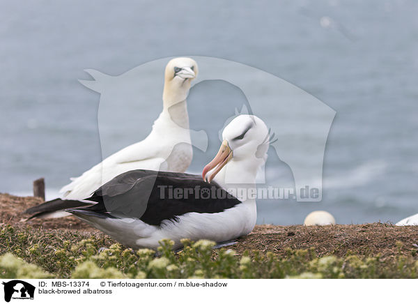 black-browed albatross / MBS-13374