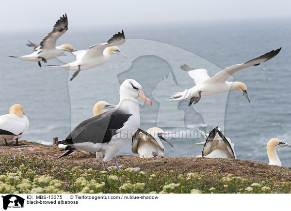 black-browed albatross / MBS-13375