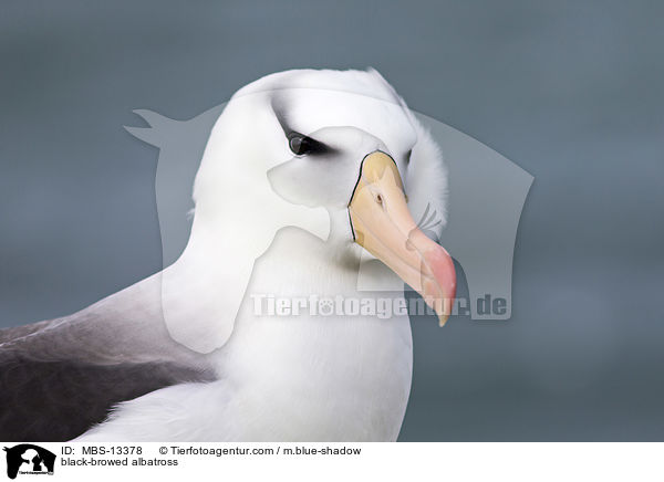 black-browed albatross / MBS-13378