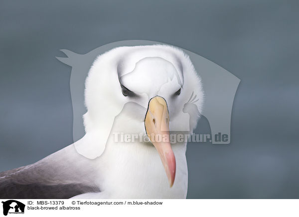 black-browed albatross / MBS-13379