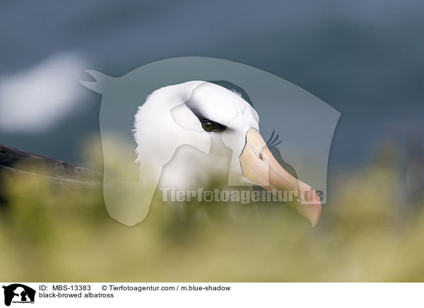 black-browed albatross / MBS-13383