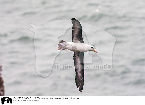 black-browed albatross / MBS-13387
