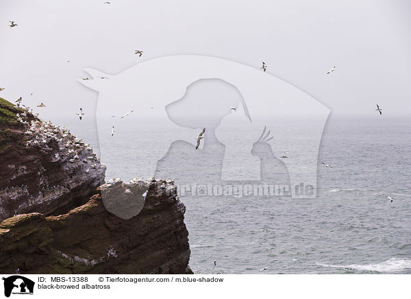black-browed albatross / MBS-13388