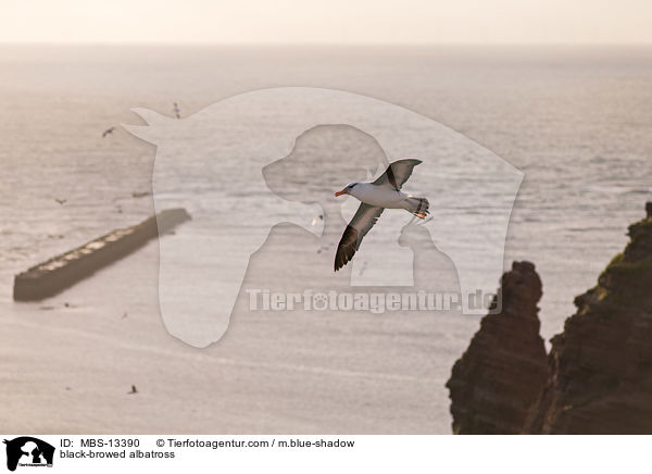 black-browed albatross / MBS-13390