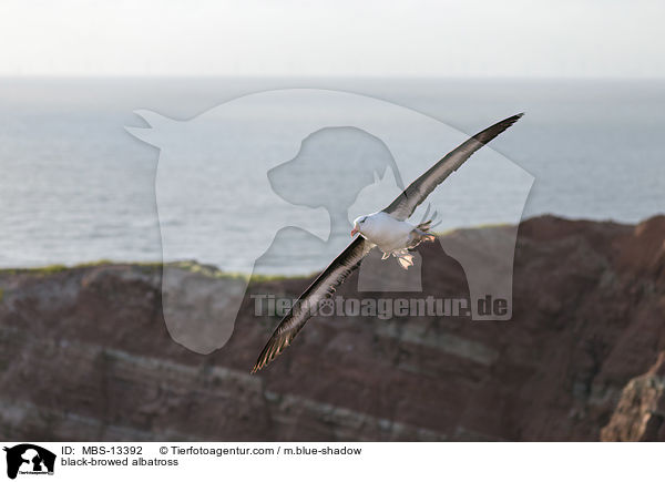 black-browed albatross / MBS-13392