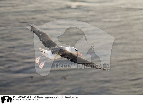 black-browed albatross / MBS-13395