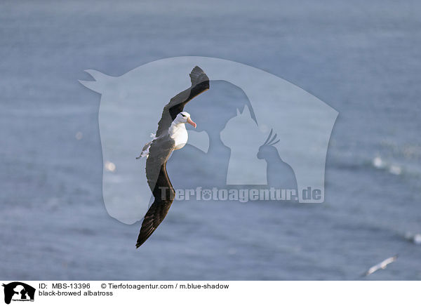 black-browed albatross / MBS-13396