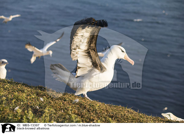 black-browed albatross / MBS-13397