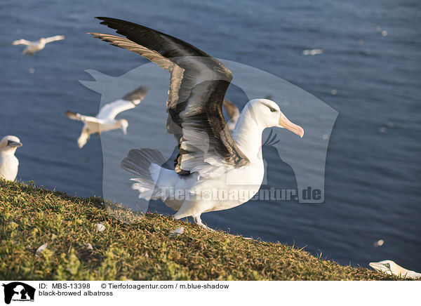black-browed albatross / MBS-13398