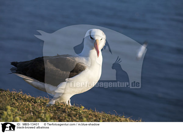 black-browed albatross / MBS-13401