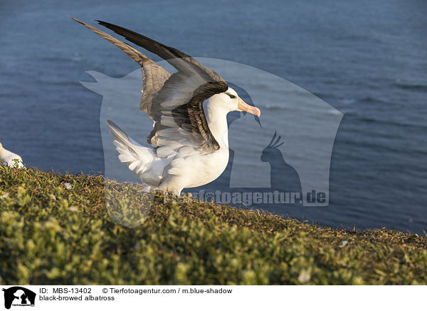 black-browed albatross / MBS-13402