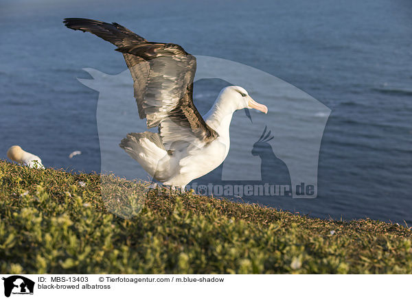 black-browed albatross / MBS-13403