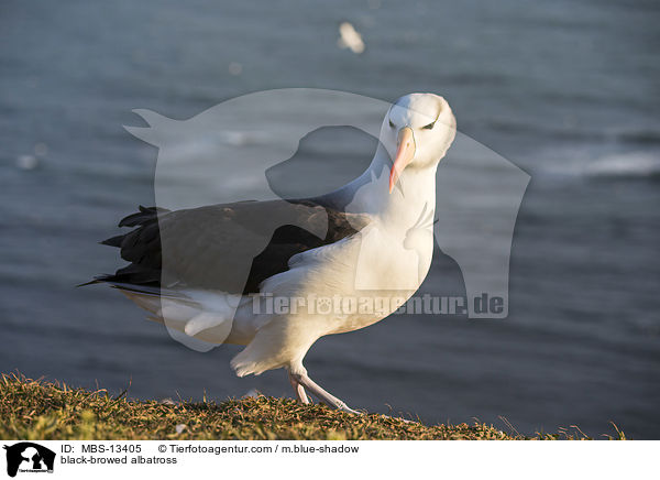 black-browed albatross / MBS-13405