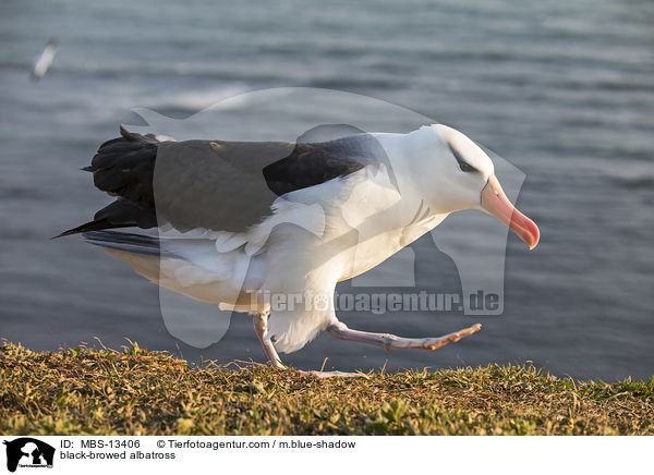 black-browed albatross / MBS-13406