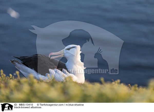 black-browed albatross / MBS-13410
