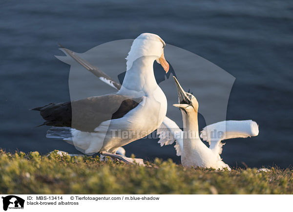 black-browed albatross / MBS-13414
