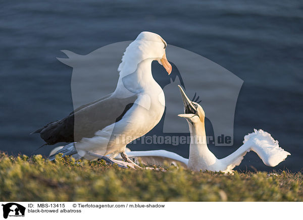 black-browed albatross / MBS-13415