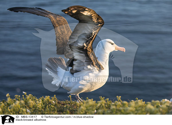 black-browed albatross / MBS-13417