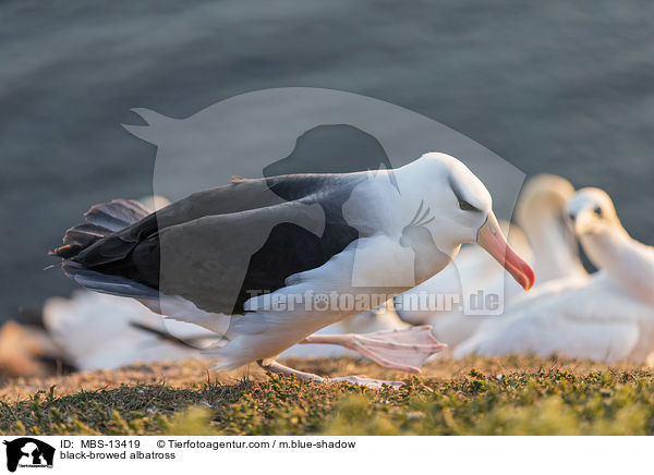 Schwarzbrauenalbatros / black-browed albatross / MBS-13419