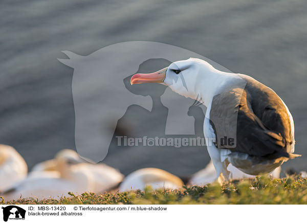 black-browed albatross / MBS-13420